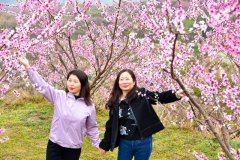 上饒廣信：桃花盛開惹人醉 眾多游客賞花來