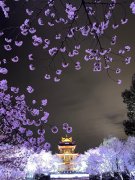 江蘇無錫：櫻花盛開千姿百態(tài)