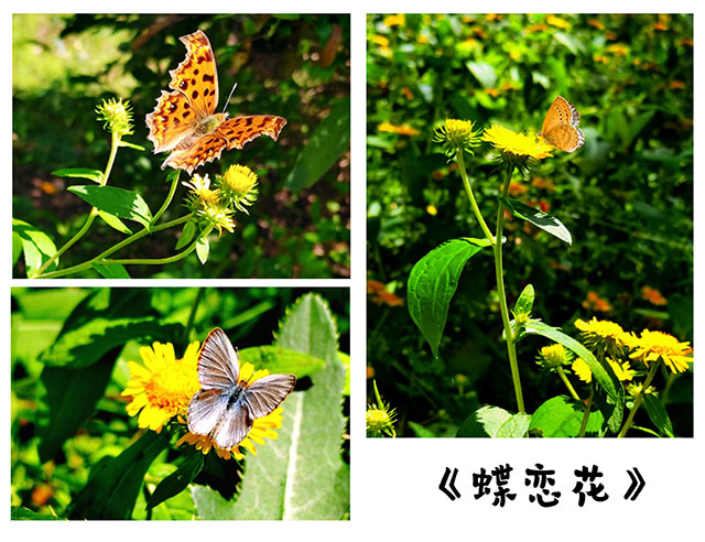 運(yùn)城安國(guó)醫(yī)院“我愛我院”手機(jī)拍花攝影比賽獲獎(jiǎng)名