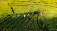 光影里的汕尾——汕尾市“百千萬工程”三年初見成效主題攝影大賽征稿啟事